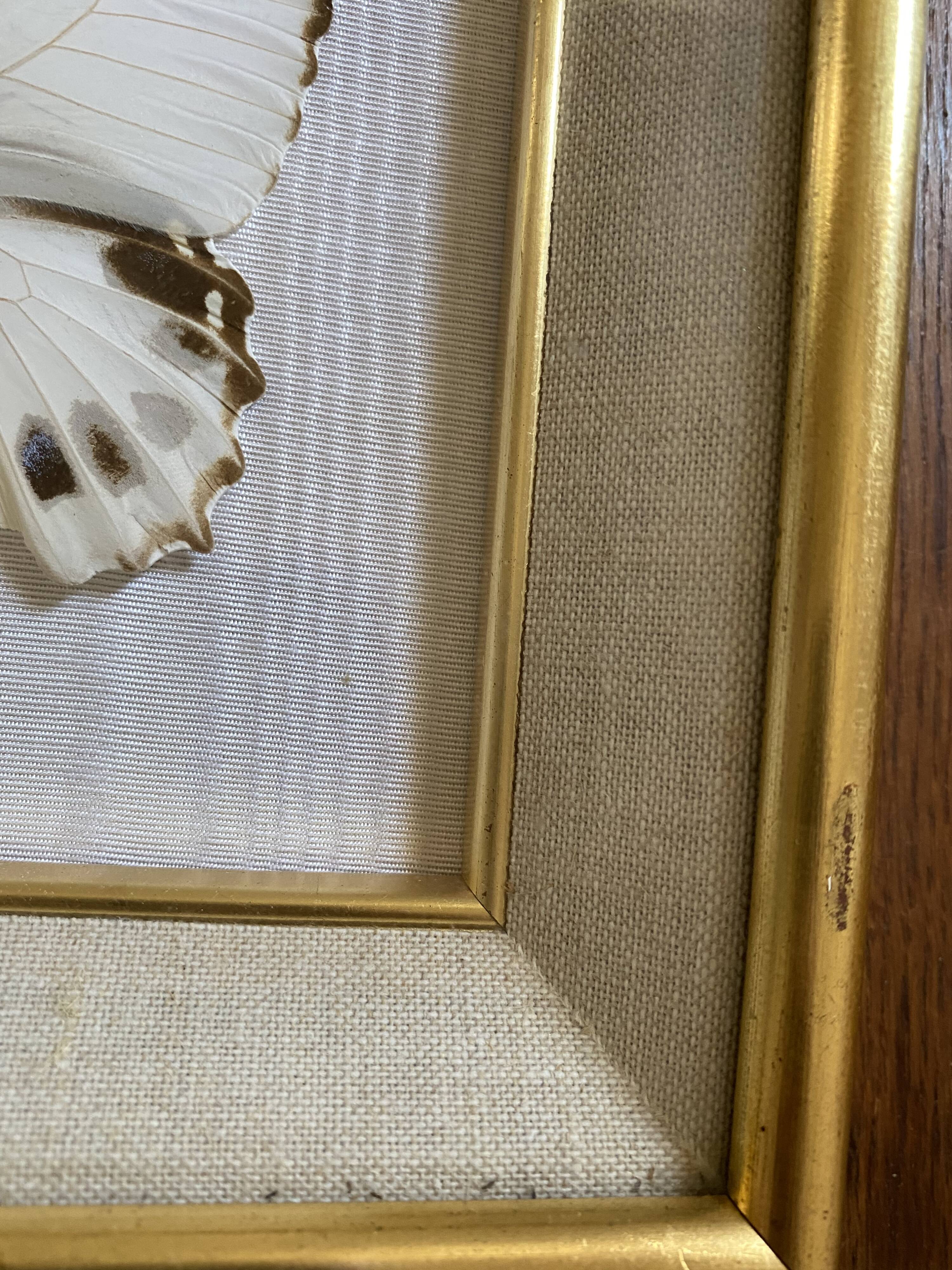 Naturalized butterfly frame, Papilionaceous argeus Borneo.