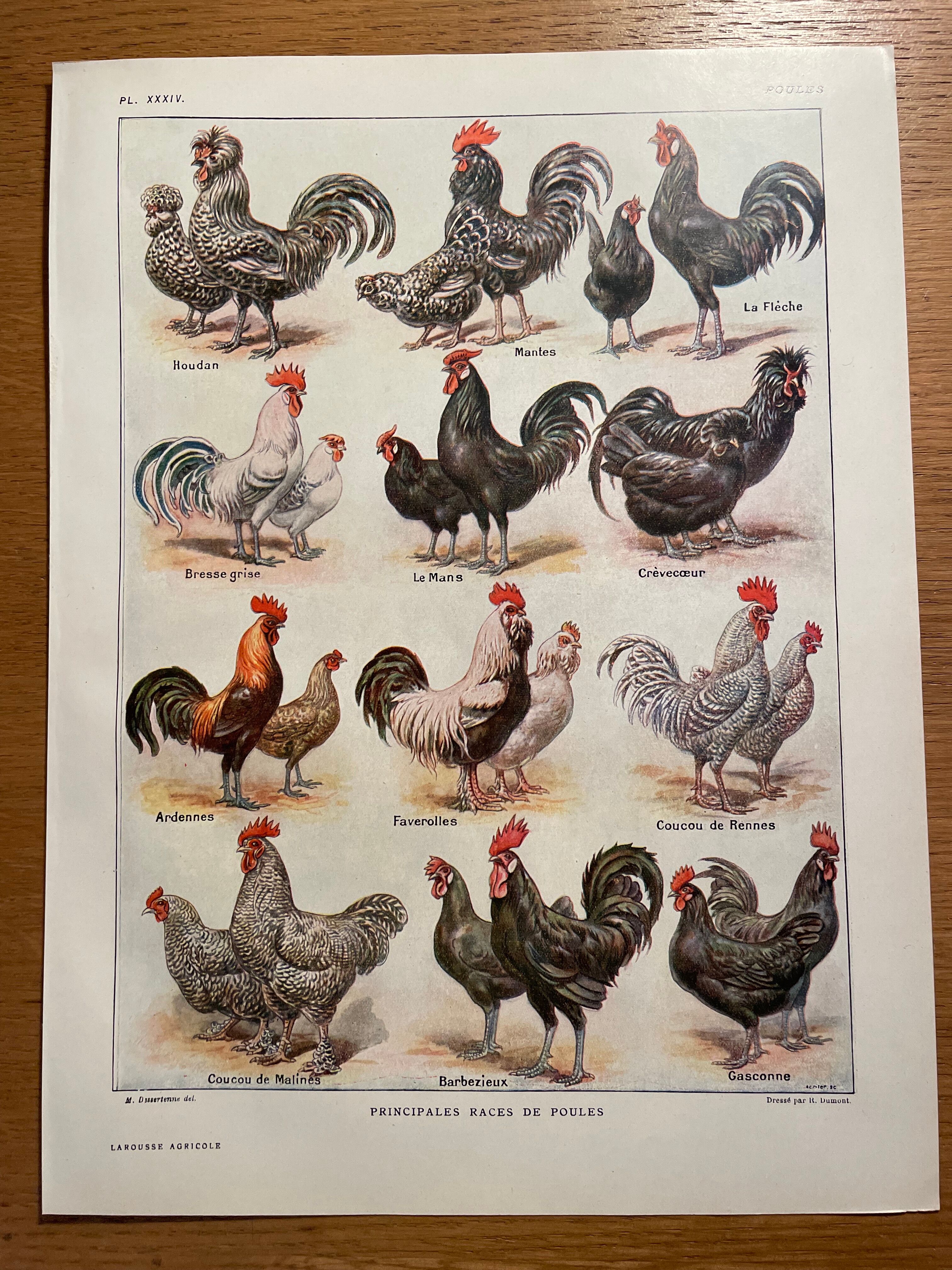 Lithograph on chickens 1920