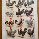 Lithograph on chickens 1920