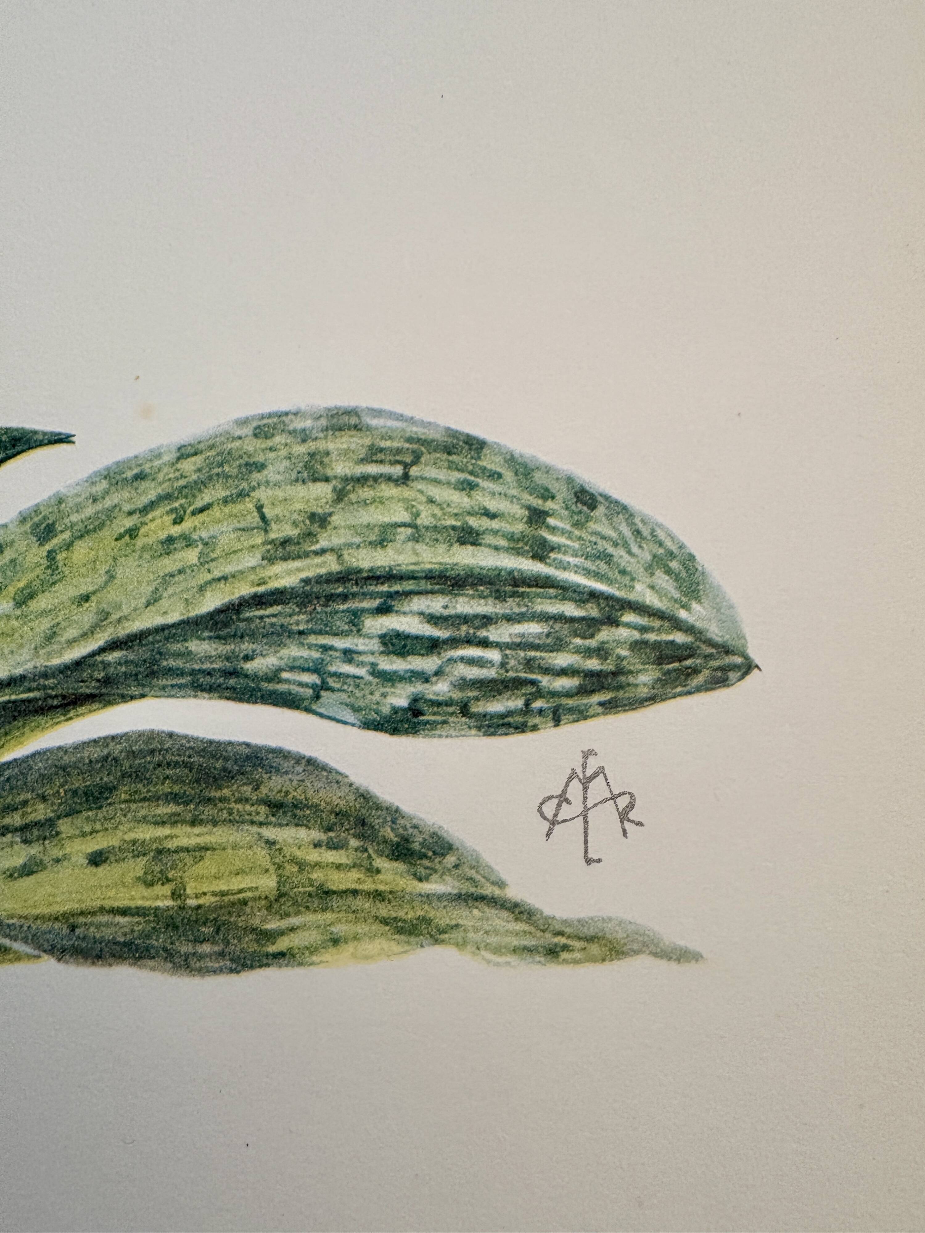 Watercolor of wild orchid flower - 1960