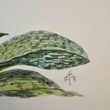 Aquarelle sur la fleur d'orchidée sauvage - 1960