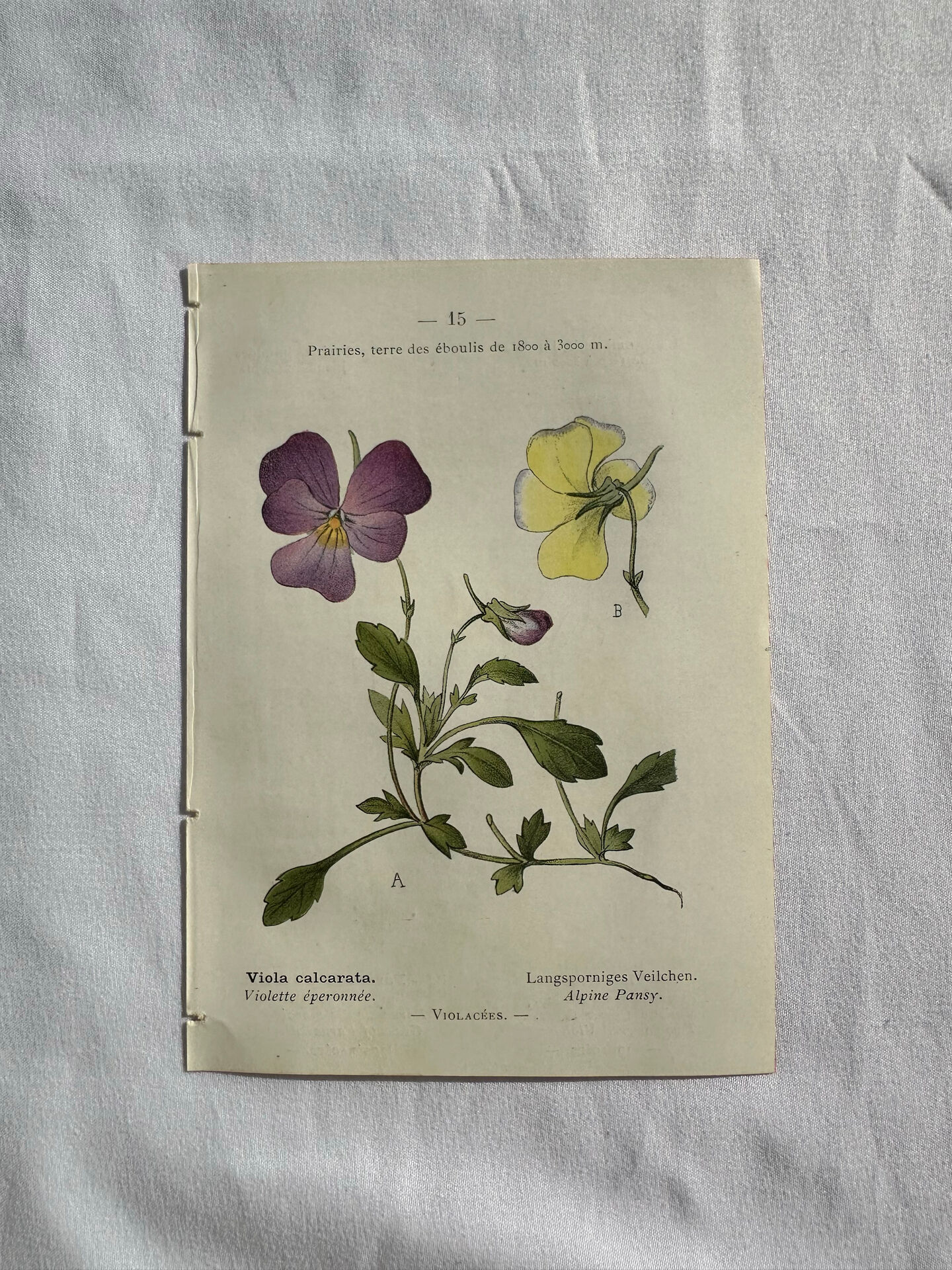 Naturalist Plate – 19th Century Botanical Engraving, Double-Sided