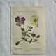 Naturalist Plate – 19th Century Botanical Engraving, Double-Sided