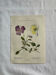 Naturalist Plate – 19th Century Botanical Engraving, Double-Sided