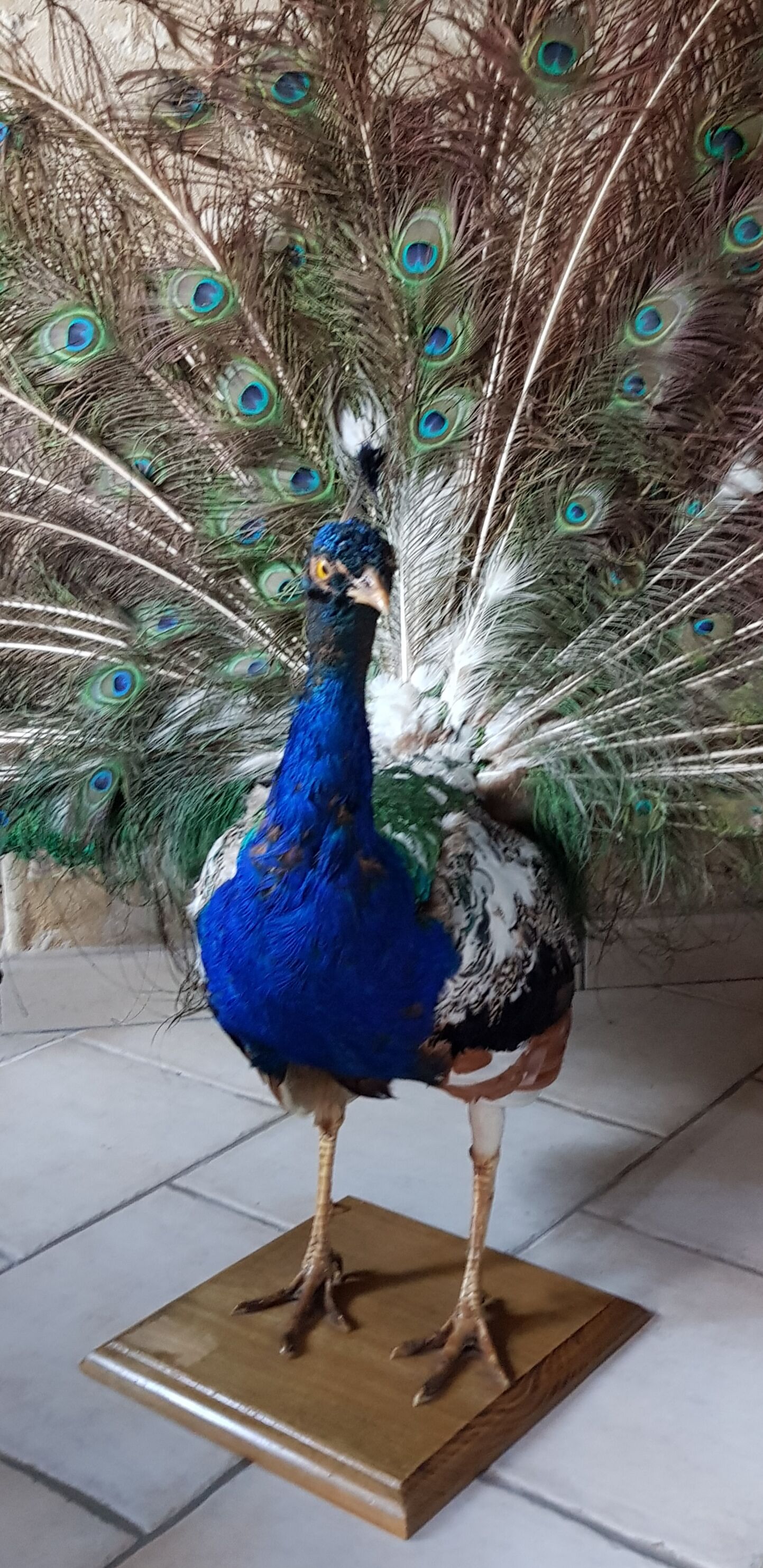 Naturalized blue peacock