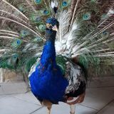 Naturalized blue peacock