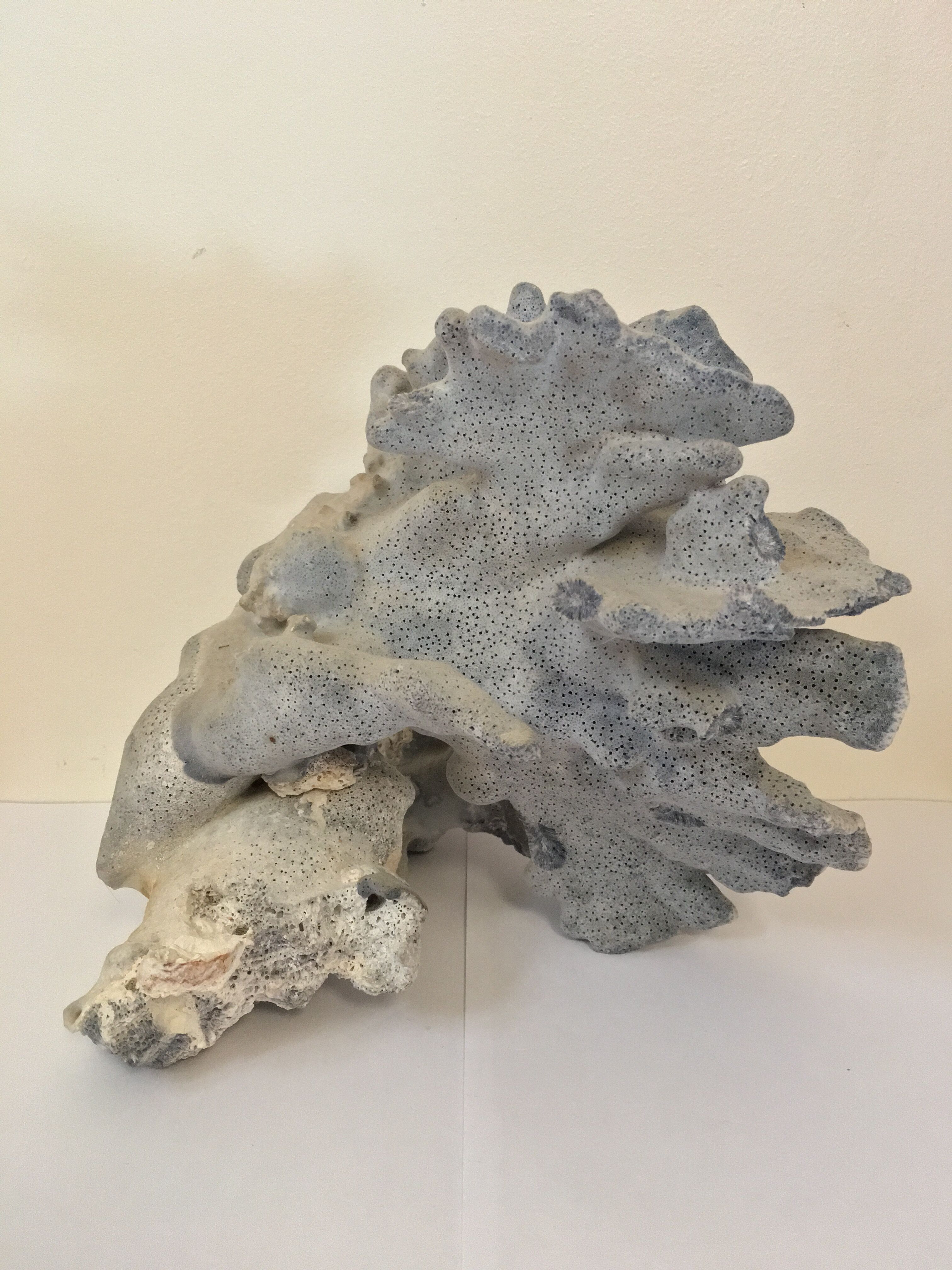 Ancient blue coral