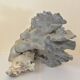 Ancien corail bleu
