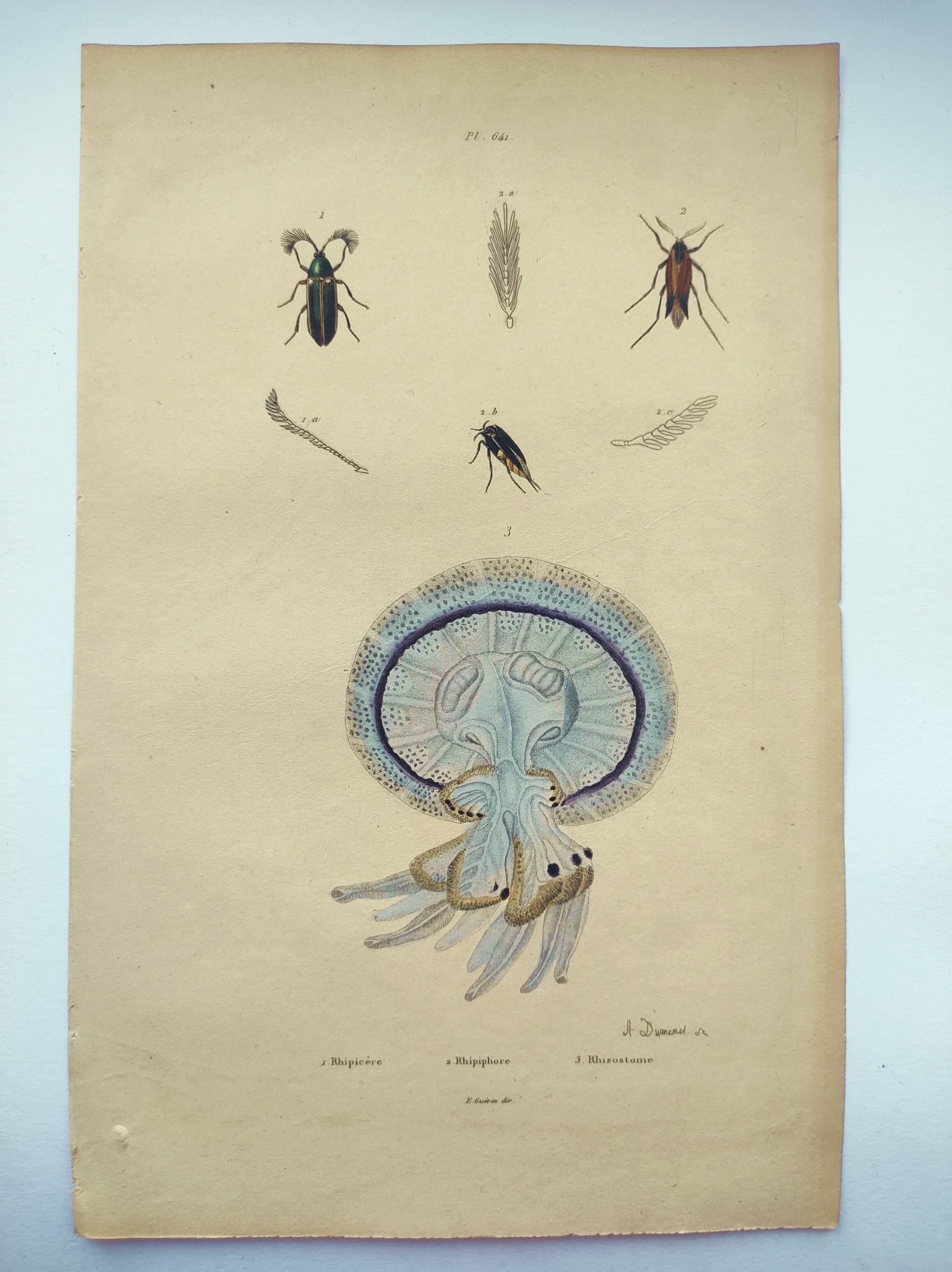 Old engraving from 1838 - Rhizostome jellyfish - Zoological hand-colored plate by Dumenil