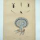 Old engraving from 1838 - Rhizostome jellyfish - Zoological hand-colored plate by Dumenil