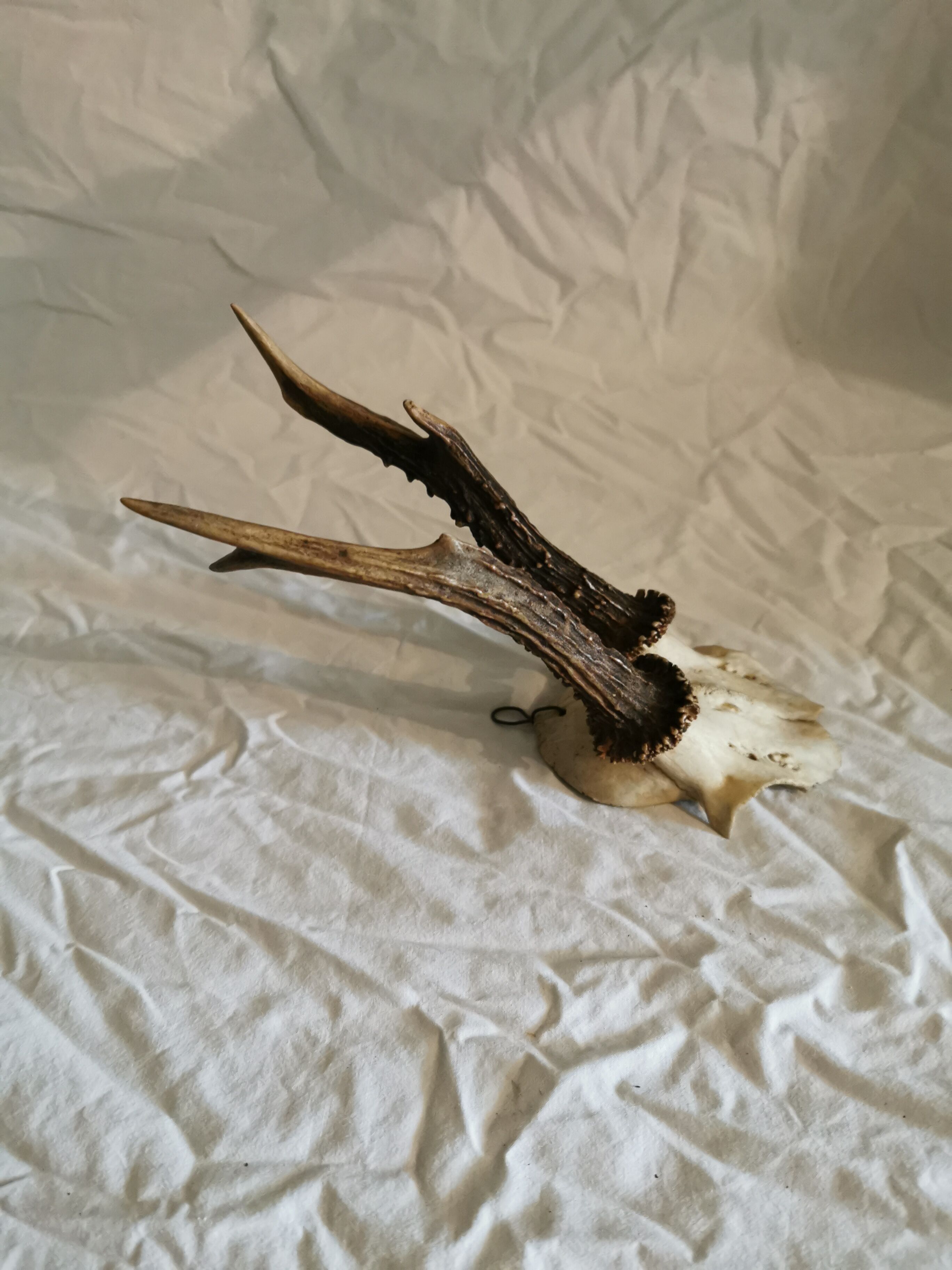 Hunting trophy deer horn