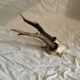 Hunting trophy deer horn