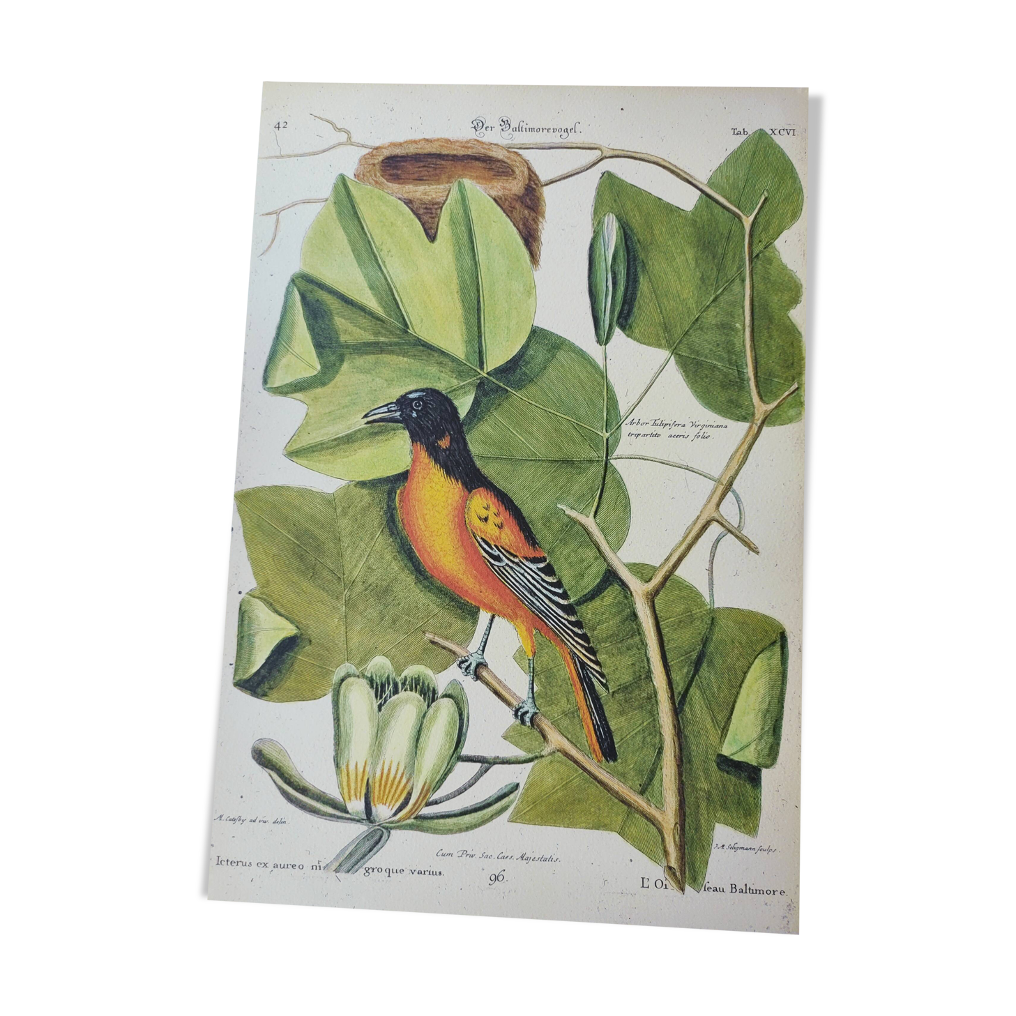 Antique bird engraving - Baltimore bird - Zoological plate by Seligmann & Catesby