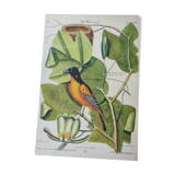 Gravure ancienne oiseau -Oiseau Baltimore- Planche zoologique de Seligmann & Catesby