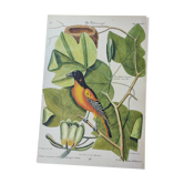 Antique bird engraving - Baltimore bird - Zoological plate by Seligmann & Catesby