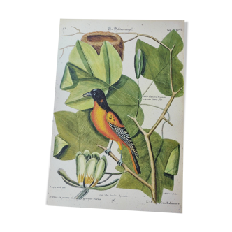 Gravure ancienne oiseau -Oiseau Baltimore- Planche zoologique de Seligmann & Catesby