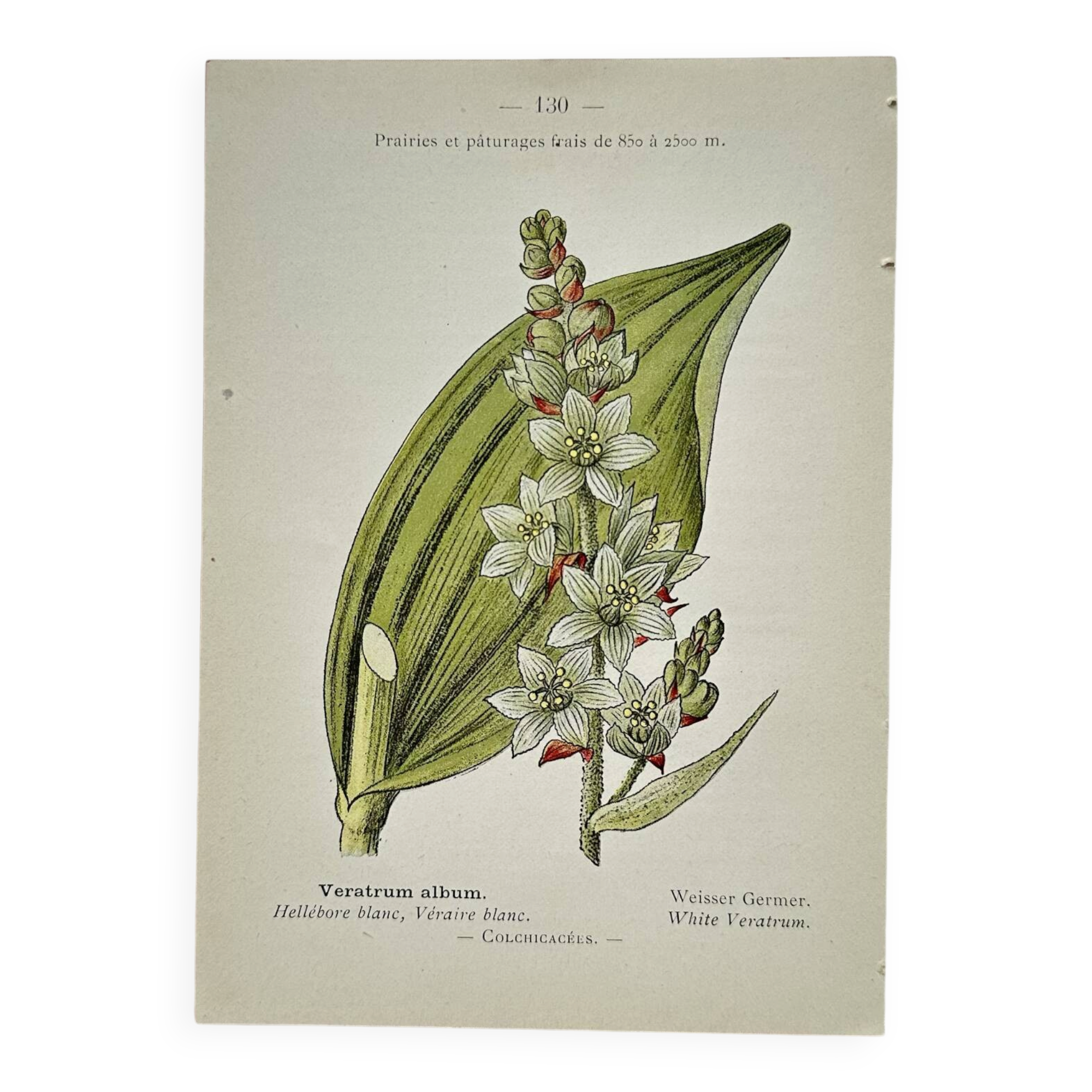 Old Botanical Engraving, "White Hellebore & Dwarf Juniper", Herbie