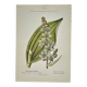 Old Botanical Engraving, "White Hellebore & Dwarf Juniper", Herbie