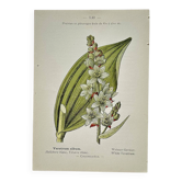 Old Botanical Engraving, "White Hellebore & Dwarf Juniper", Herbie