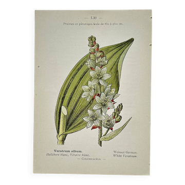 Gravure botanique ancienne, "Hellébore blanc & Genévrier nain"