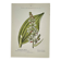 Old Botanical Engraving, "White Hellebore & Dwarf Juniper", Herbie