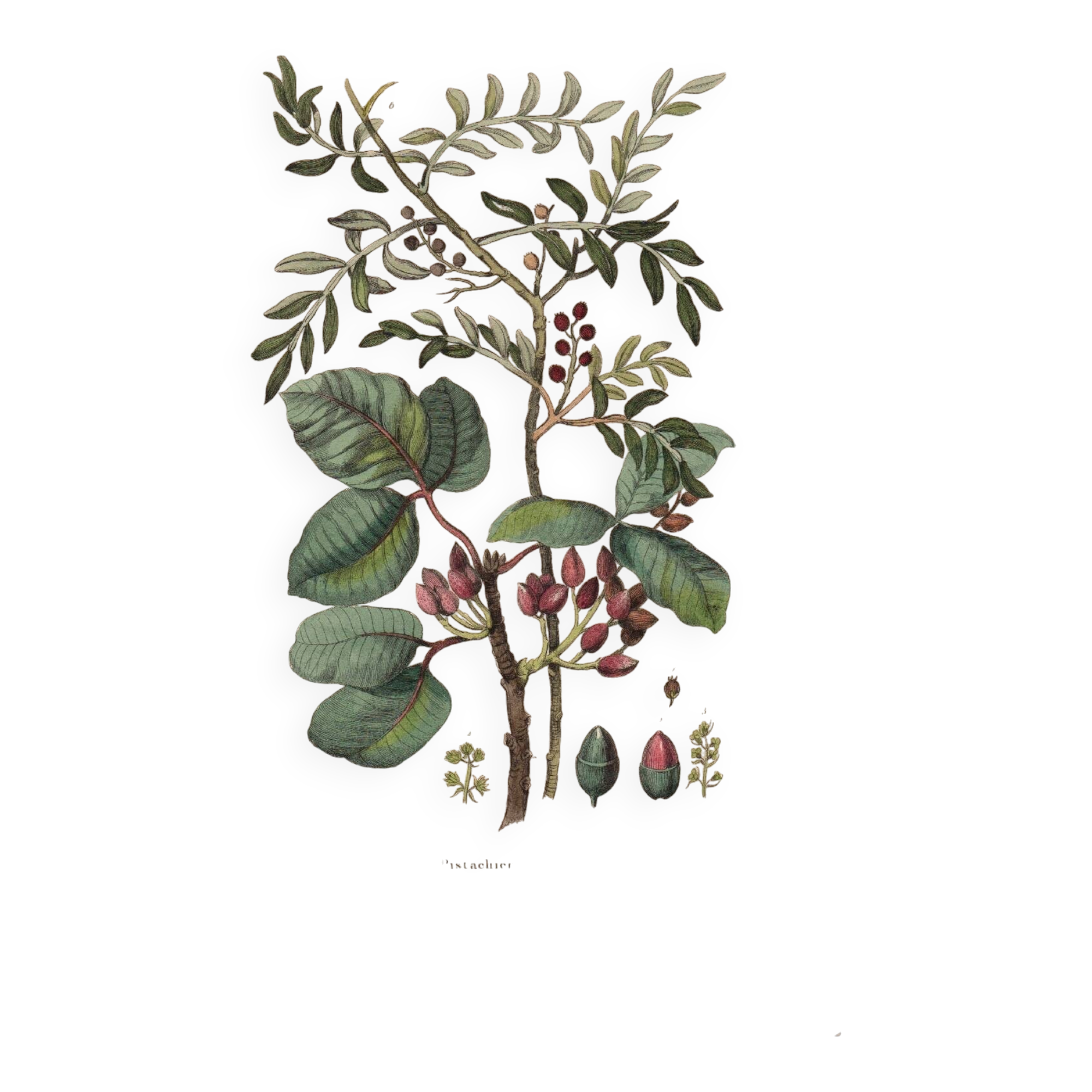 Botanical plate from 1839 - Pistachio trees - Old engraving of a kitchen tree