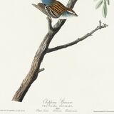Poster about the House Bunting, based on an old engraving from 1827.
