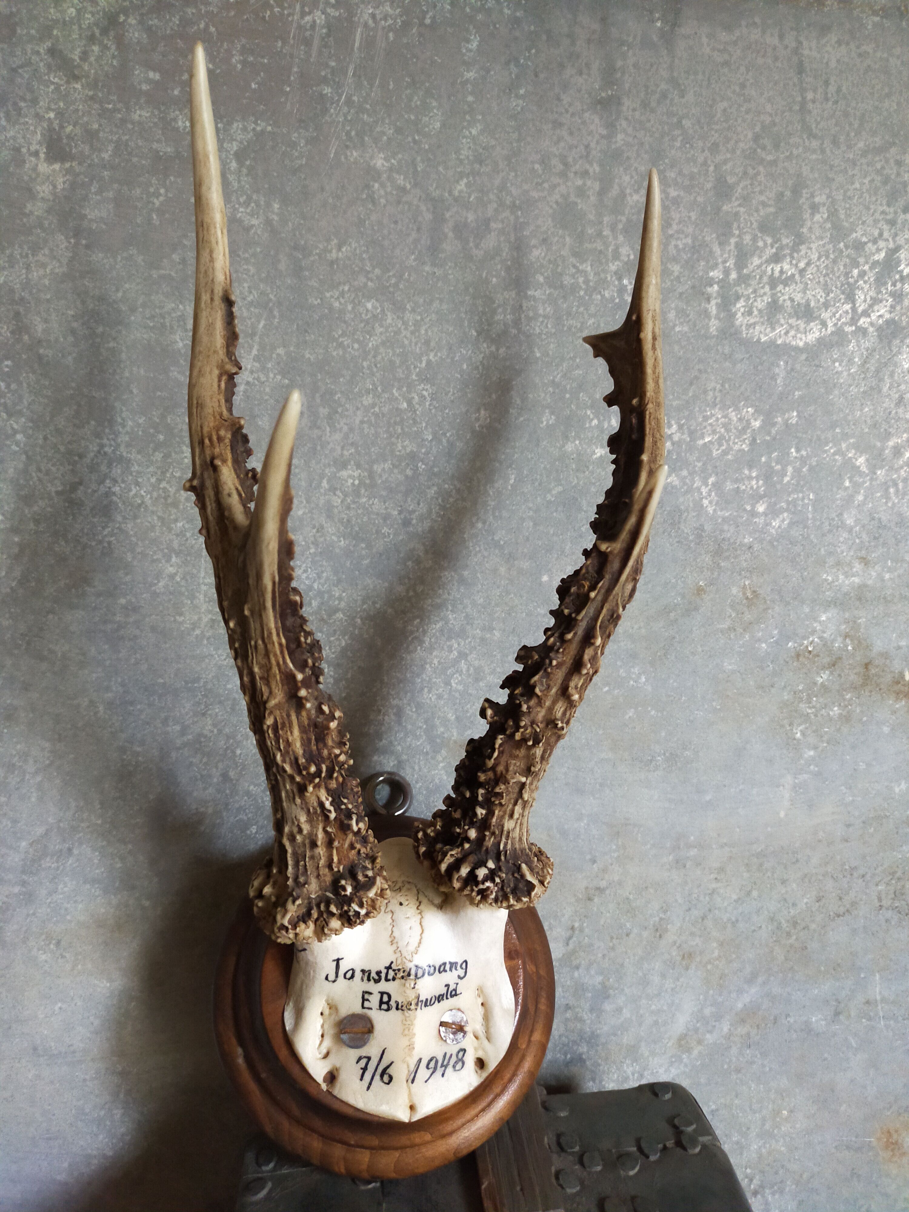 Vintage Scandinavian Hunting Trophy