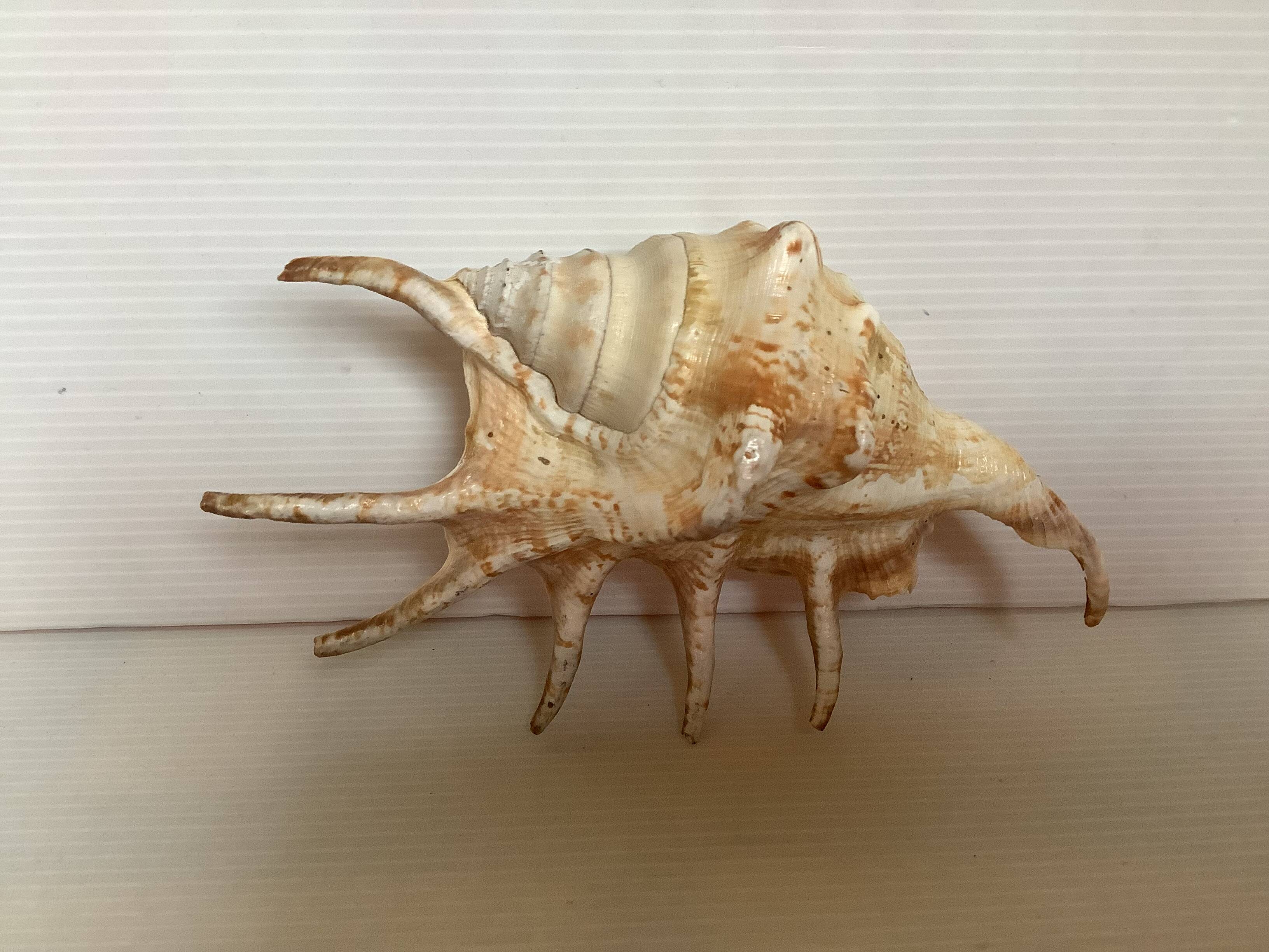 Conch shell