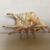 Conch shell