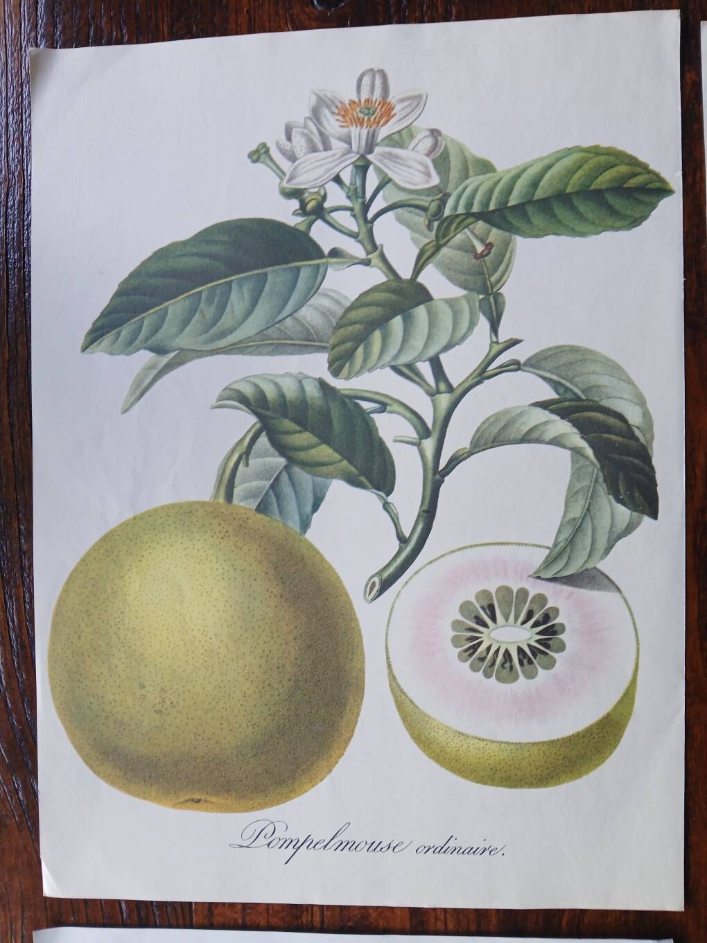 set of 6 botanical posters - fruit trees, flowers, butterflies