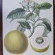 set of 6 botanical posters - fruit trees, flowers, butterflies