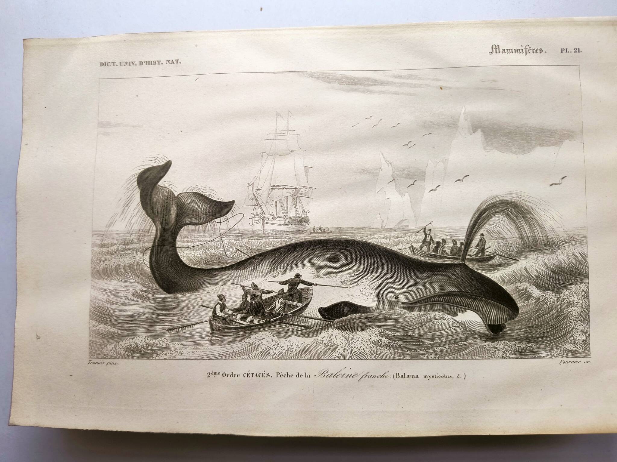 Antique engraving from 1849 - Whale - de Travies, Orbigny - ocean, cetacean