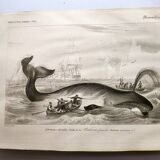 Antique engraving from 1849 - Whale - de Travies, Orbigny - ocean, cetacean