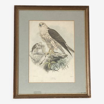 Lithograph frame by Joseph Wolf, Saker Falco Sacer (Falcon) 1820-1899 ACC-7071