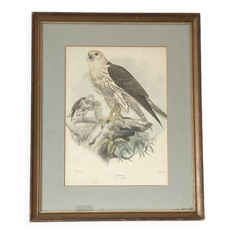 Lithograph frame by Joseph Wolf, Saker Falco Sacer (Falcon) 1820-1899 ACC-7071