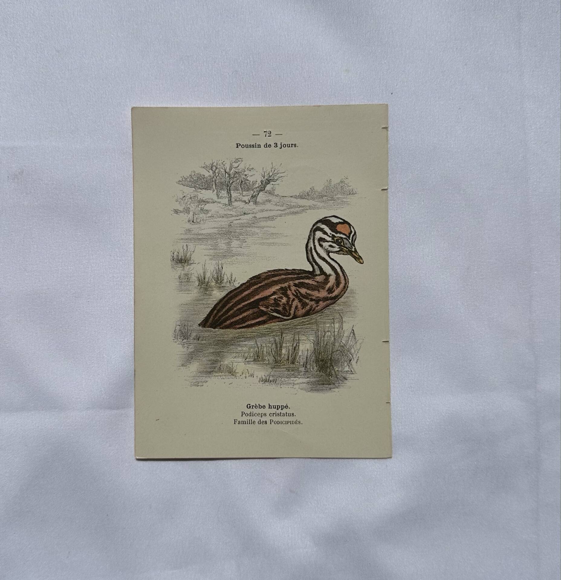 🐦 Botanical Plate Engraving of Birds Naturalist 19th Century Double-Sided A