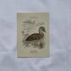 🐦 Botanical Plate Engraving of Birds Naturalist 19th Century Double-Sided A