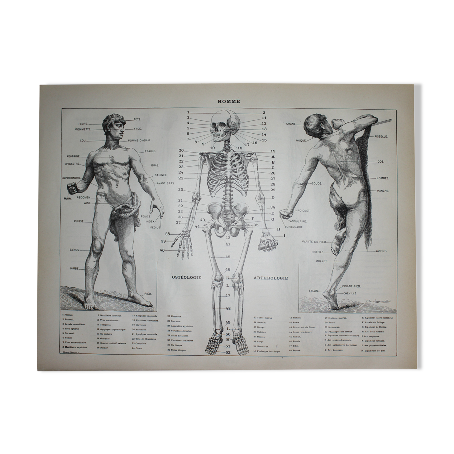 Engraving • Human anatomy, medicine • Original lithograph from 1898