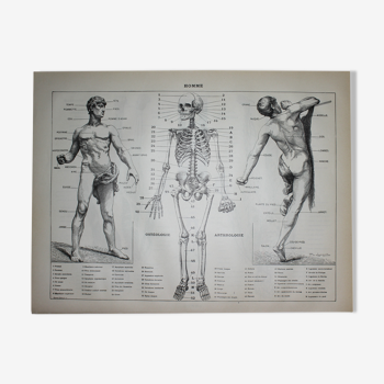 Gravure • Anatomie humaine, médecine • Lithographie originale de 1898