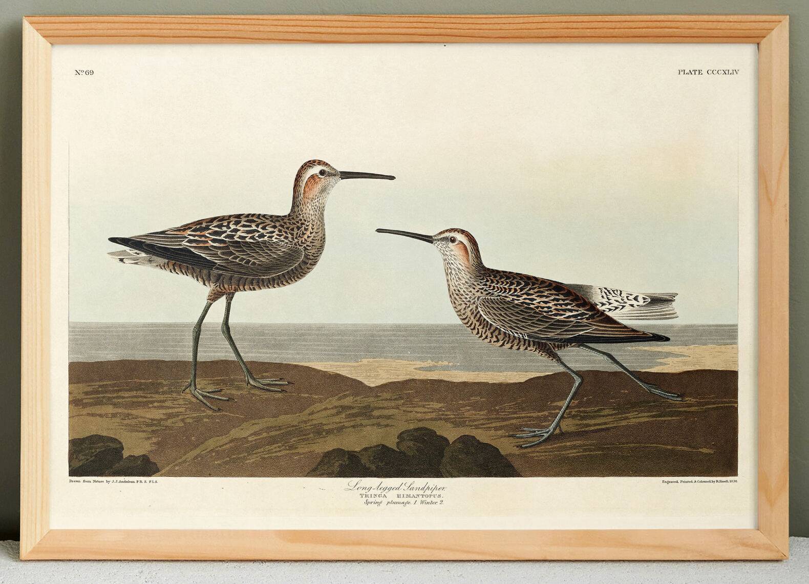 Poster of the Long-legged Sandpiper, after an old engraving