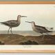 Poster of the Long-legged Sandpiper, after an old engraving