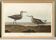 Poster of the Long-legged Sandpiper, after an old engraving