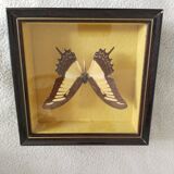 Butterfly stuffed under glass, And.Laodocus