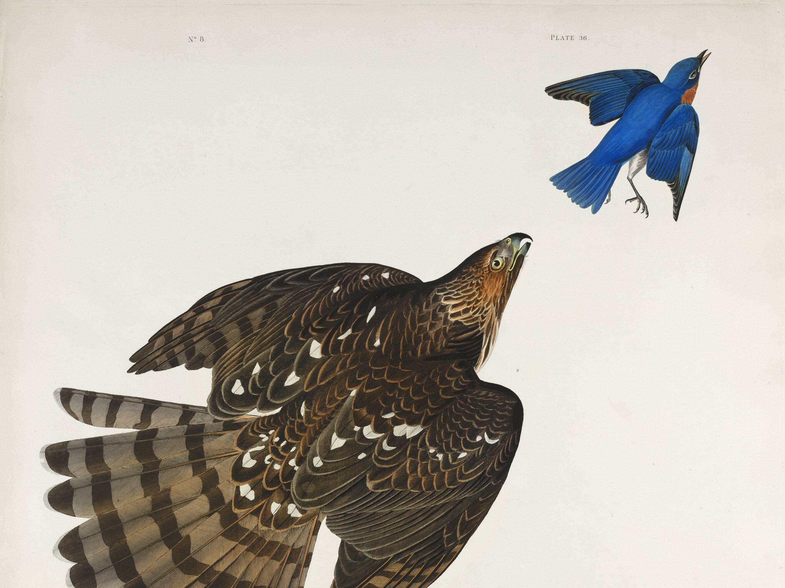 Poster for Cooper's Falcon, based on an old engraving from 1827.