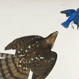 Poster for Cooper's Falcon, based on an old engraving from 1827.