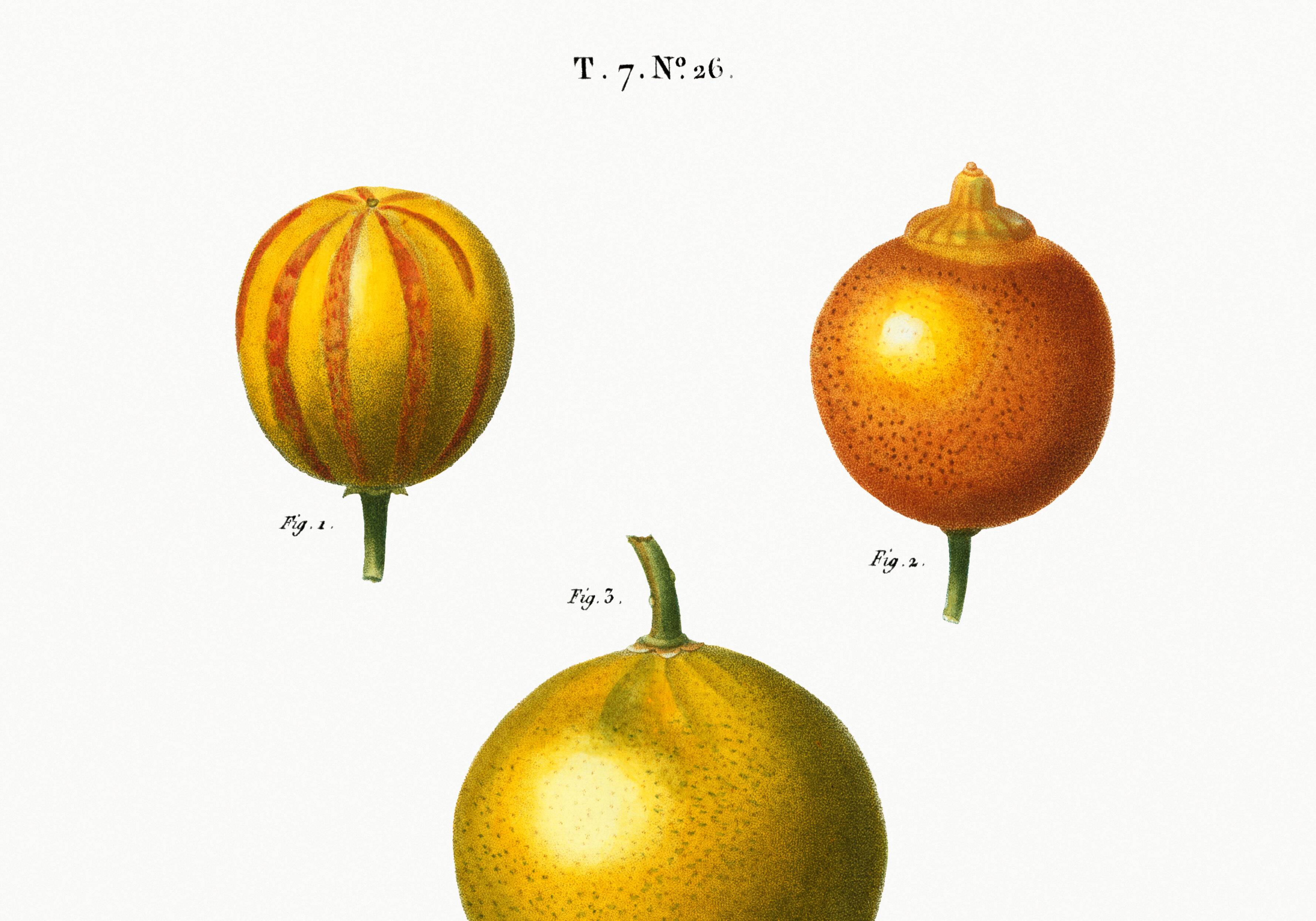 Poster about lemons, based on an old engraving from 1802