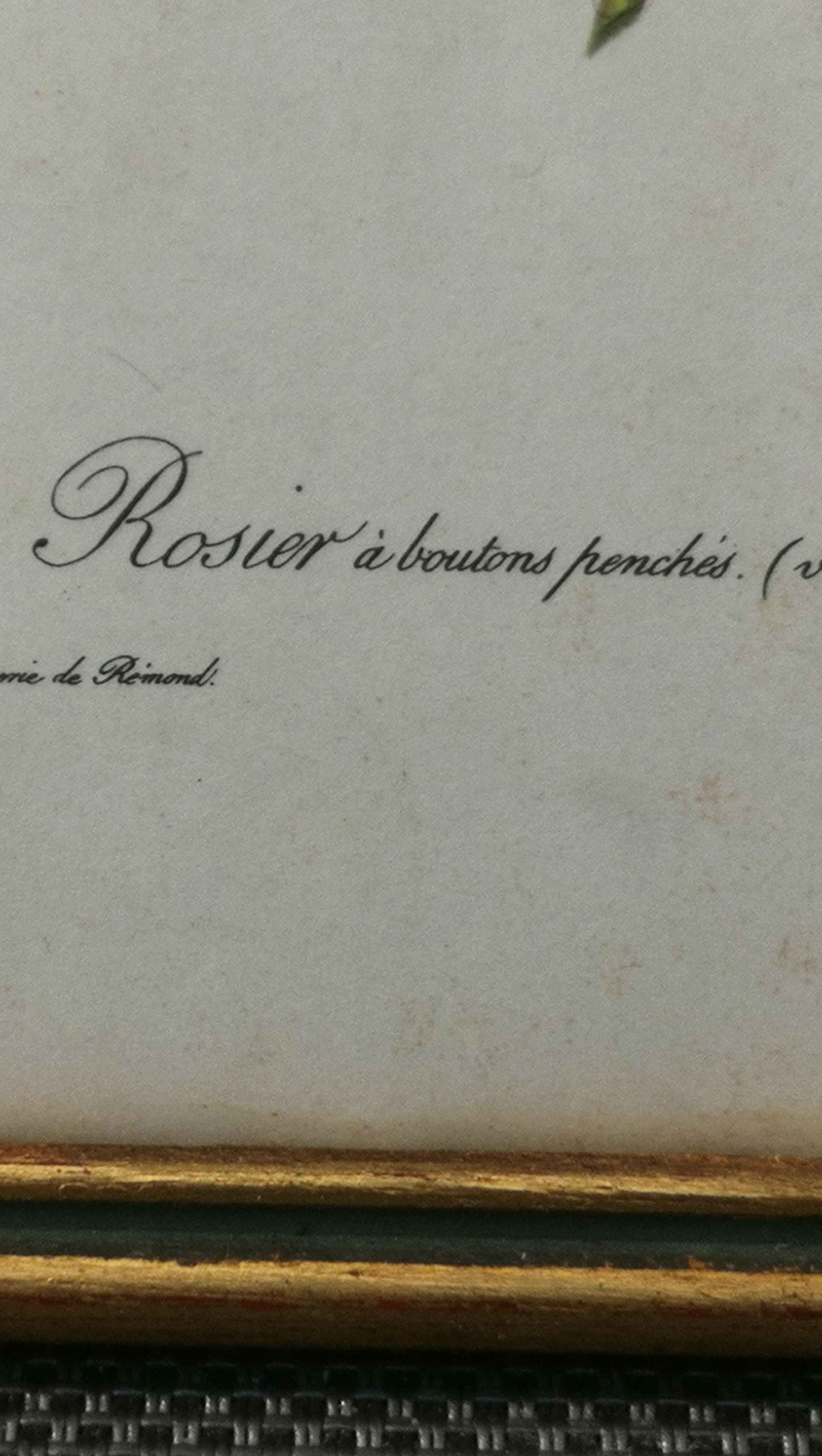 Botanical frame p. j redouté pinx imprimerie de rémond