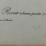 Botanical frame p. j redouté pinx imprimerie de rémond