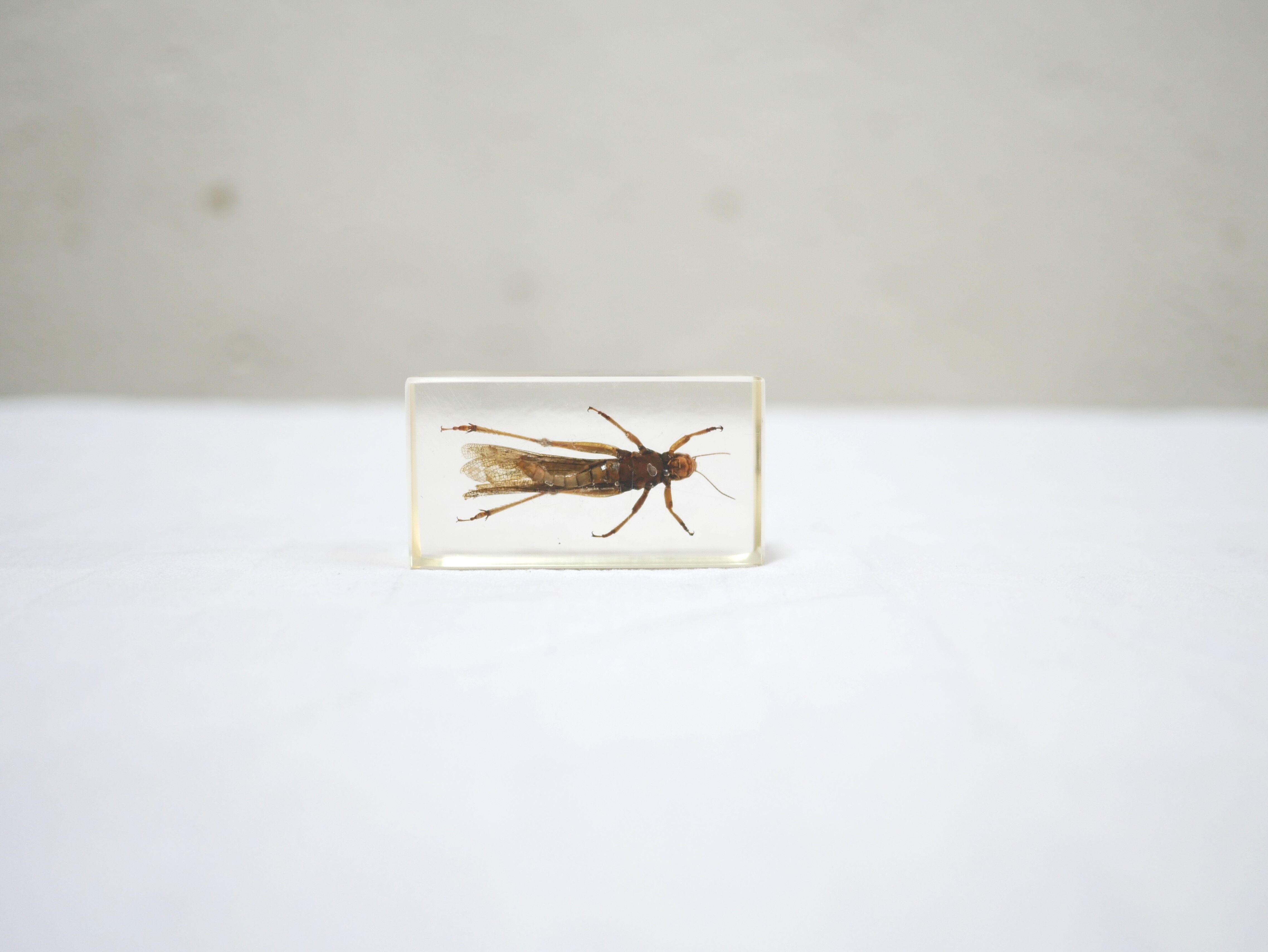 Insecte résine vintage